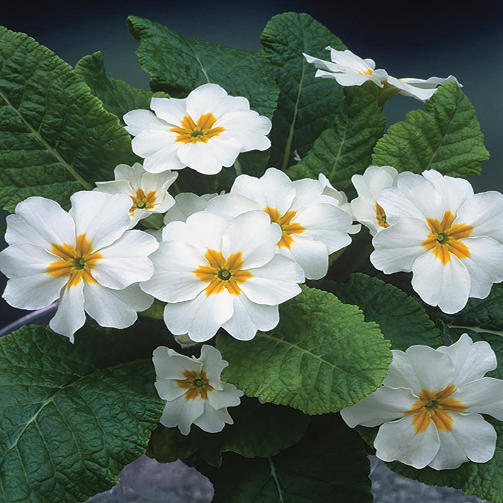 ALTMAN PLANTS 1Pint White Primrose Plant 19612 The Home Depot