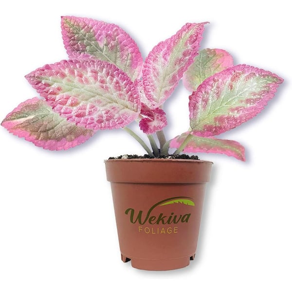 Wekiva Foliage Pink Brocade Episcia-Live Starter Plant in a 2 Inch Pot-Extremely Rare Beautiful Air Purifying Plant Flame Violets