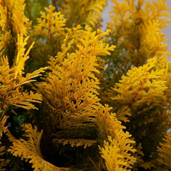 2 Gal. Night Light Chamaecypris (False Cypress) Evergreen Shrub with Bright Yellow and Green Foliage