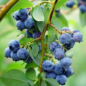 #1 Pot Austin Rabbiteye Blueberry Fruit-Bearing Plant