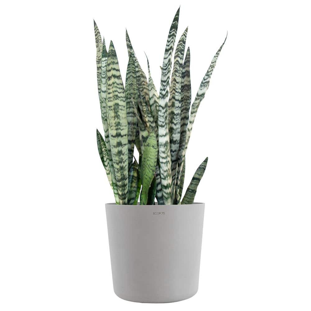 United Nursery Sansevieria Zeylanica Live Snake Plant Indoor