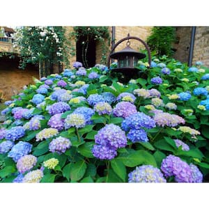VAN ZYVERDEN 4 in. Hydrangea Nikko Blue Potted Rocketliners Shrub