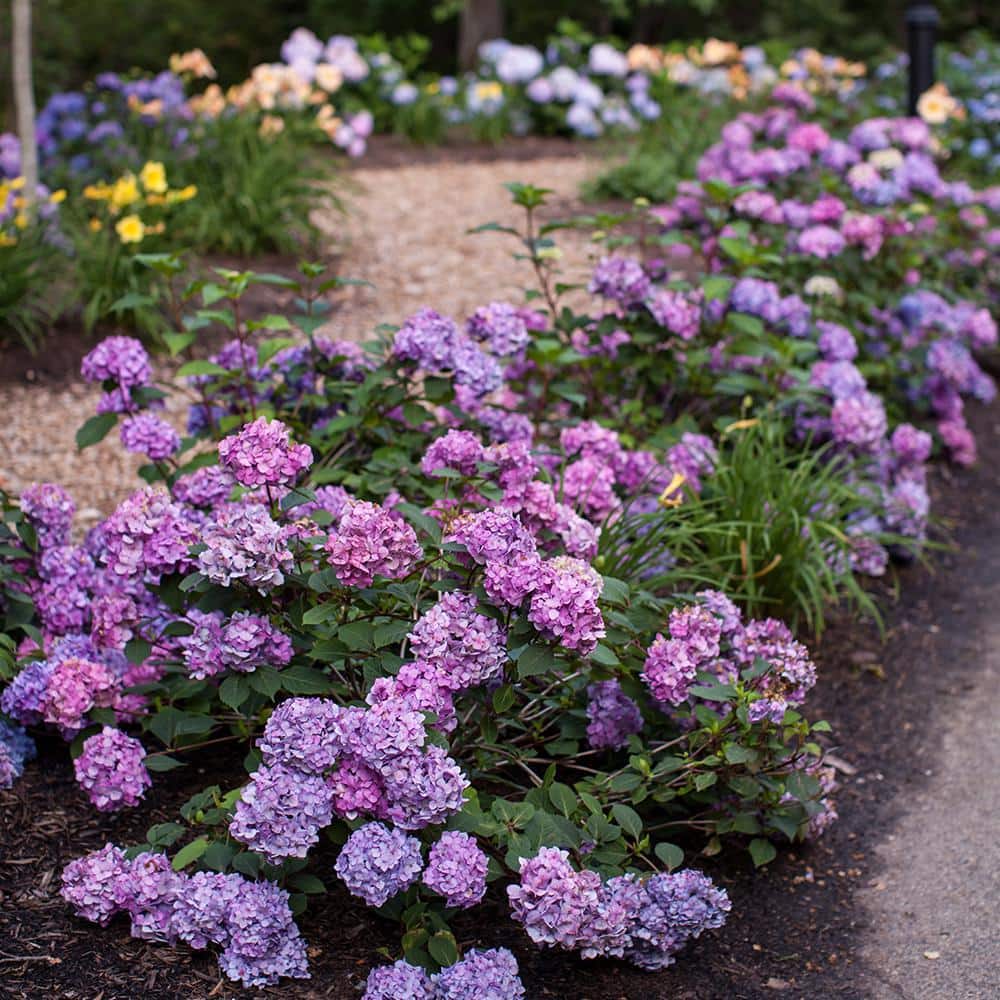Endless Summer Bloomstruck 2 Gallon Pink and Purple Hydrangea