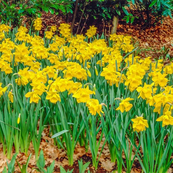 Van Bourgondien King Alfred Improved Trumpet Daffodil Dormant Spring Flowering Bulbs (100-Pack)
