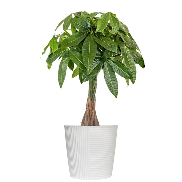 Live Money Tree, Braided Pachira aquatica in 9.25 in. White Decor Pot