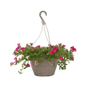 1.8 Gal. Purslane Plant Purple Flowers in 11 in. Hanging Basket
