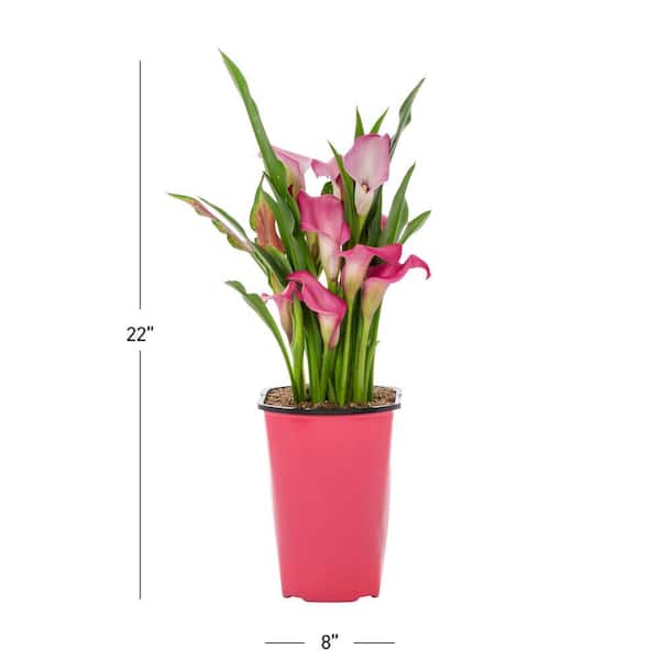 2 Qt. Pink Calla Lily Perennial Plant (3-Pack)