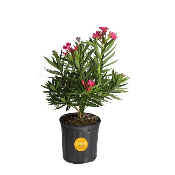 Costa Farms 10 in. Outdoor Pink Oleander Bush Plant in Grower Pot, Avg. Shipping Height 26 in. to 32 in. Tall