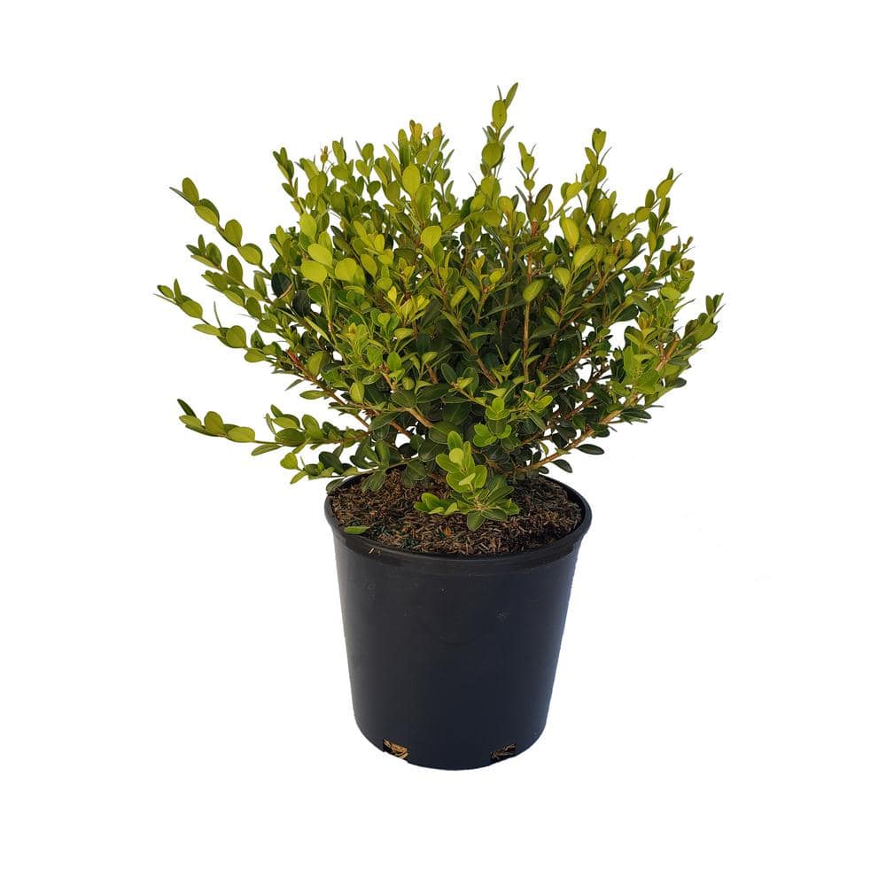 Cottage Gardens 2 Gal. Winter Gem Boxwood Plant Shrub 13BUX2WGEOL - The ...