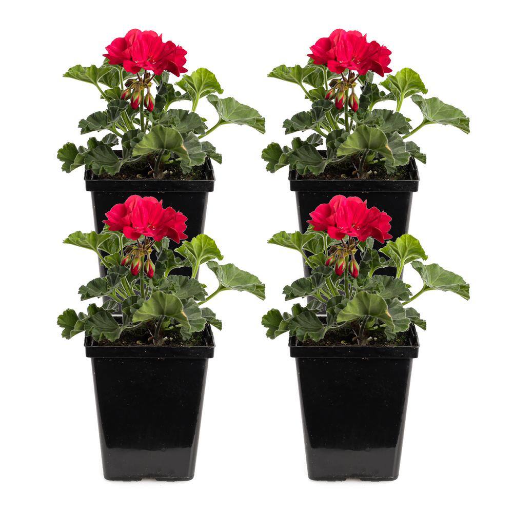 1 Qt. Presto Brilliant Red Geranium Plant (4-Pack)