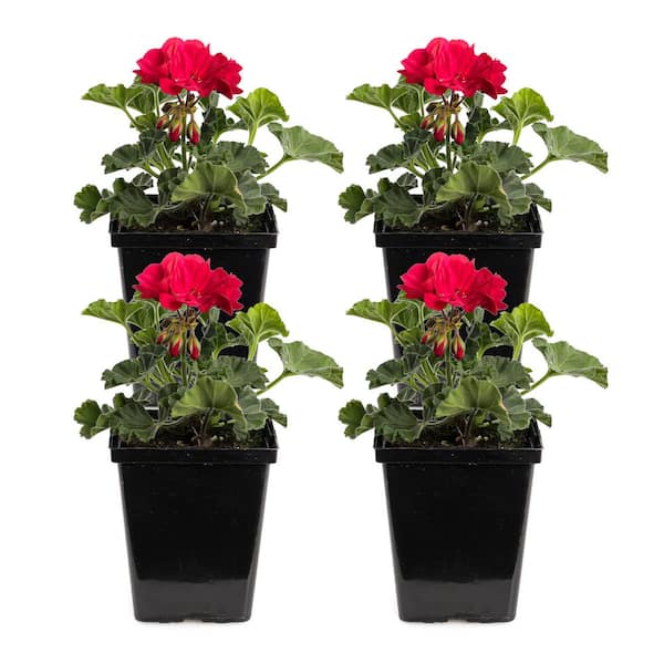 Unbranded 1 Qt. Presto Brilliant Red Geranium Plant (4-Pack)