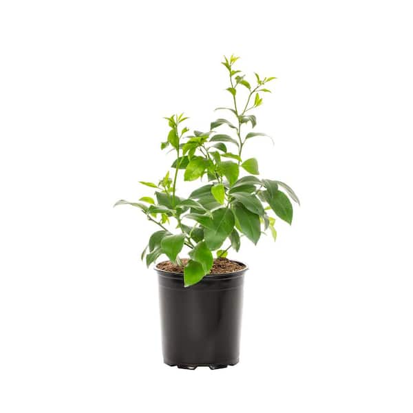 METROLINA GREENHOUSES 1 Gal. Lemon Tree Plant with White Blooms