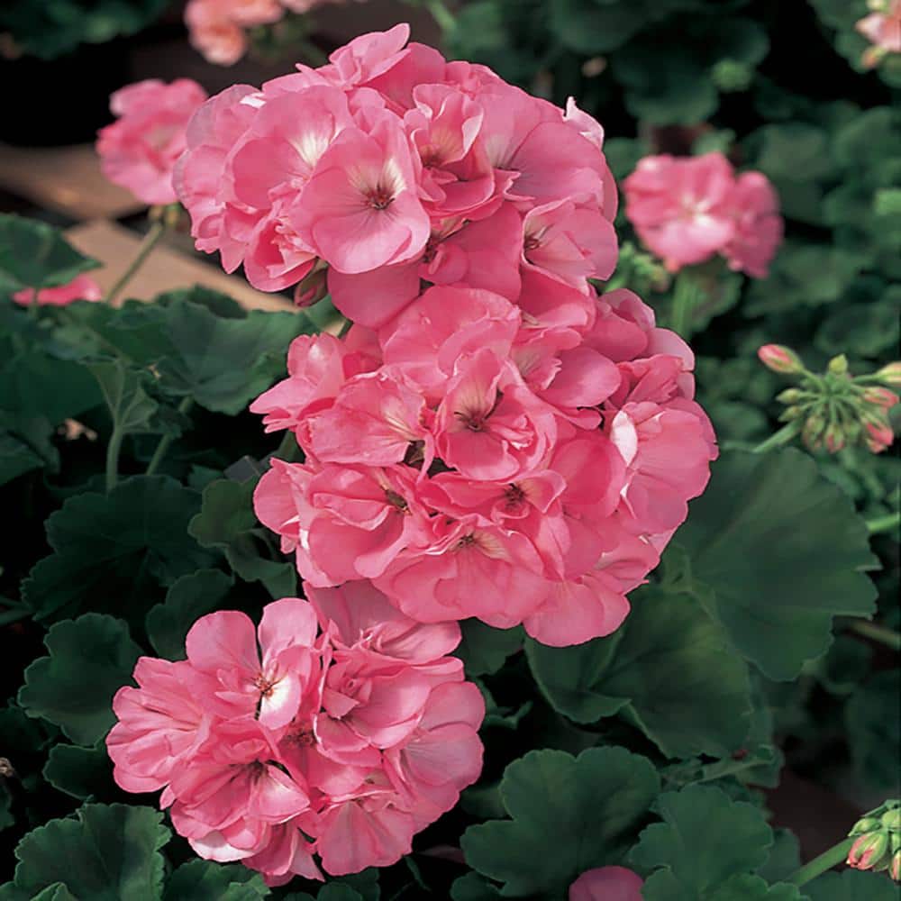 BELL NURSERY 4 in. Pink Geranium Annual Live Plant 61069 - The Home Depot