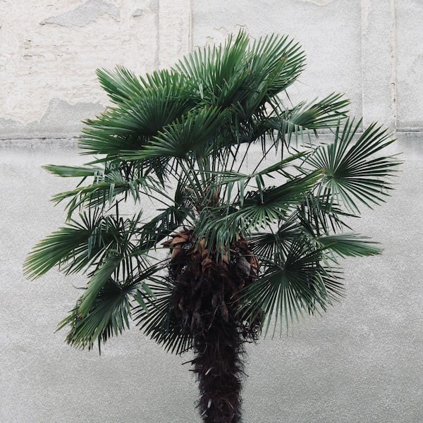 3 gal. Windmill Palm