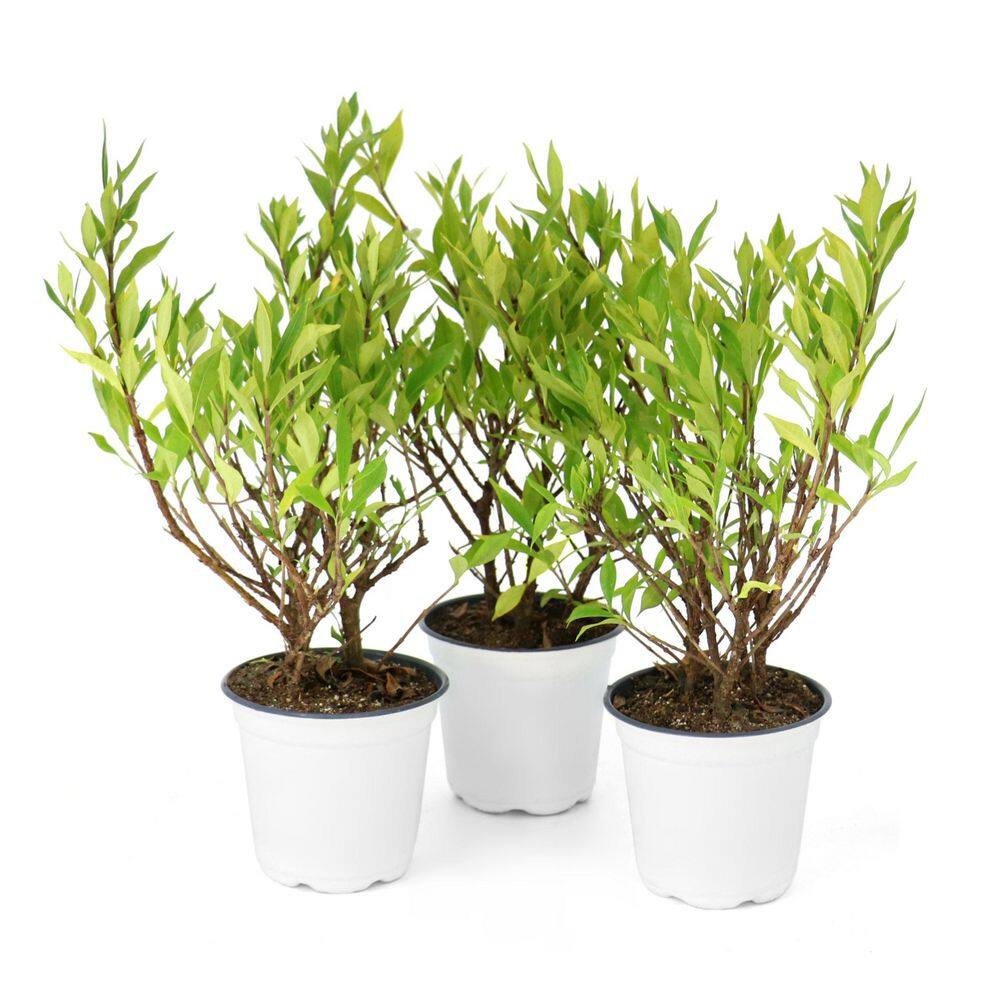 4 in. Gardenia Frostproof Shrub (32-Pack) price history on PriceWatchPro
