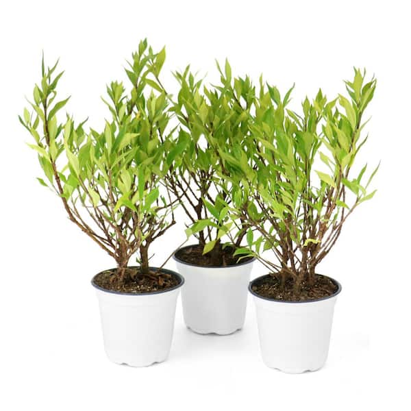 4 in. Gardenia Frostproof Shrub (32-Pack)
