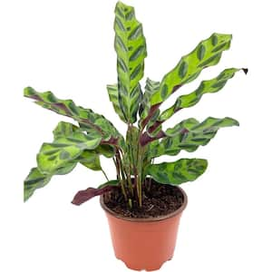 Rattlesnake Calathea-Live Plant in a 4 Inch Pot-Calathea Lancifolia-Beautiful Air Purifying Indoor Houseplant