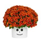 3 Qt. Live Orange Chrysanthemum (Mum) Plant for Fall Porch or Patio in Decorative Ghost Tin (1-Pack)