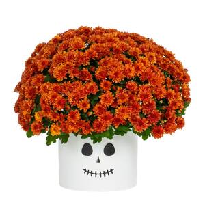 3 Qt. Live Orange Chrysanthemum (Mum) Plant for Fall Porch or Patio in Decorative Ghost Tin (1-Pack)