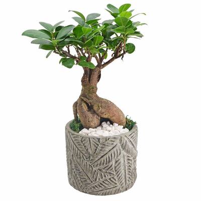 4.5 in. Ginseng Ficus Bonsai Gray Round Tropico Leaf Ceramic Planter