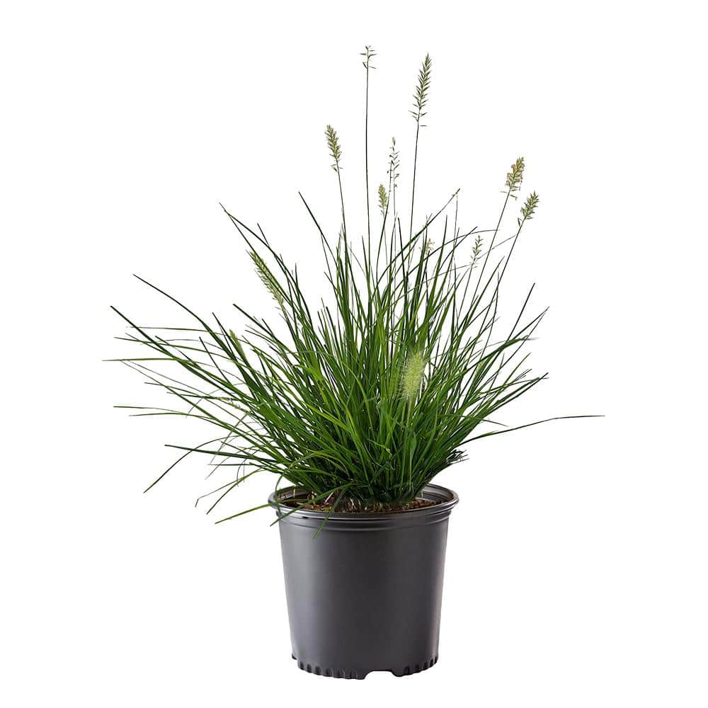 2.25 Gal. Hameln Fountain Grass Plant (Pennisetum)