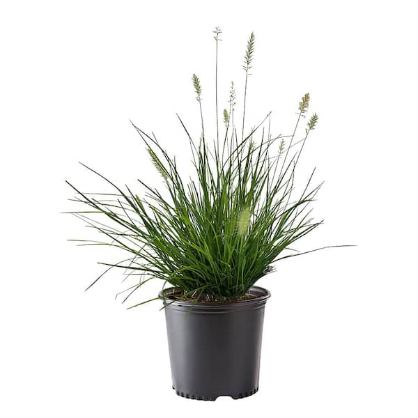 Unbranded 2.25 Gal. Hameln Fountain Grass Plant (Pennisetum)