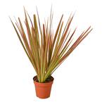 Colorama Dracaena Plant in 4 in. Grower Pot