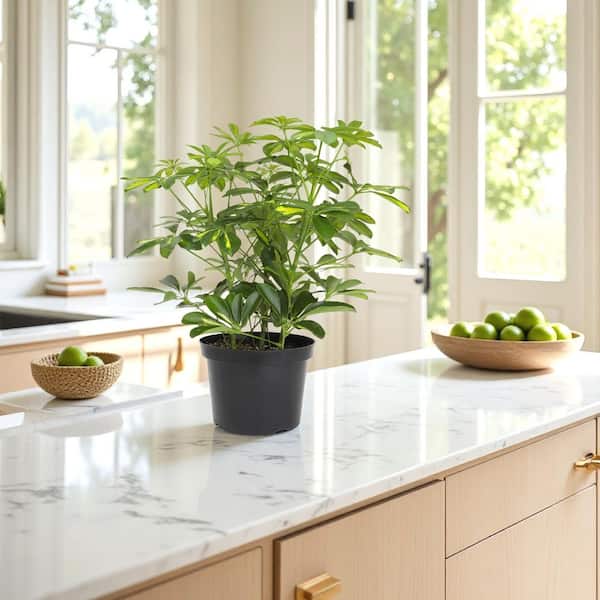 Schefflera in 8 inch Grower Pot, Air Purifying Live Plant, Grower's Choice Seasonal Selection