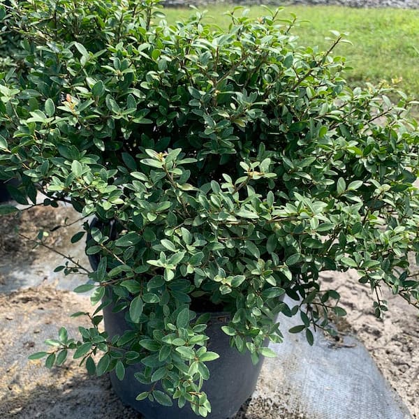 3 Gal. Dwarf Yaupon Schillings Holly Evergreen Shrub