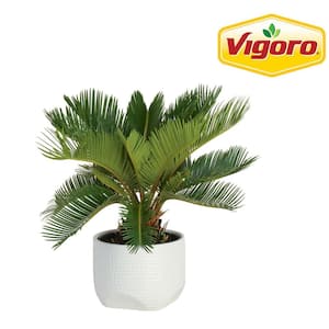 Vigoro Sago Palm Indoor Plant in 6 in. White Decor Planter