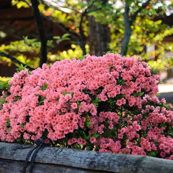 national PLANT NETWORK 2.5 qt. Azalea Wakaebisu Flowering Shrub