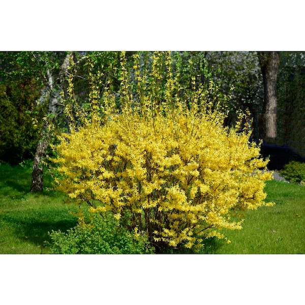 1 Gal. Lynnwood Gold Forsythia Shrub With Early Electric-Yellow Spring Flowers