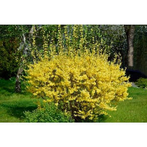 1 Gal. Lynnwood Gold Forsythia Shrub With Early Electric-Yellow Spring Flowers