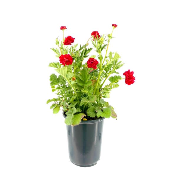 Unbranded 2.5 qt. Perennial Geum Blazing Sunset (1-Pack)