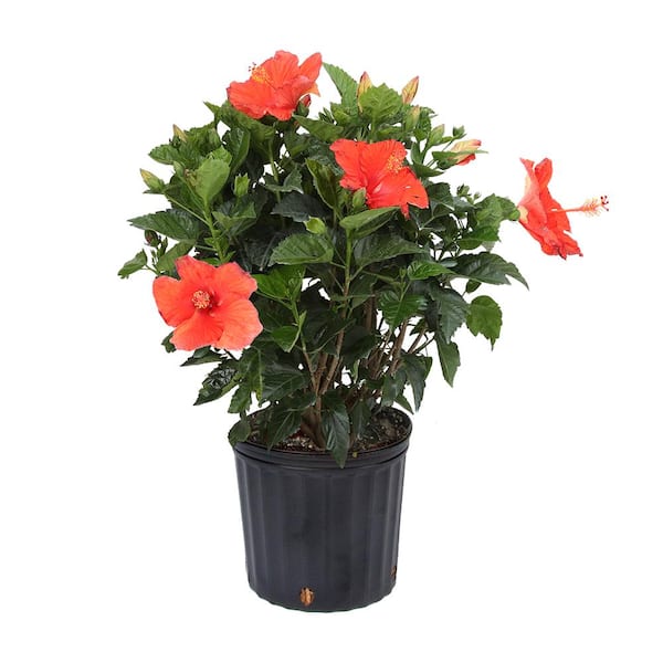 1.70 Gal. Hibiscus Bush Red Shrub in Grow Pot