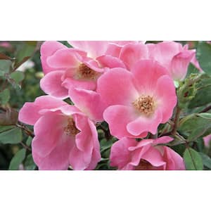 2.5 Qt. Assorted Knock Out Rose Bush with Assorted Color Flowers in 6.3 in. Knock Out Pot