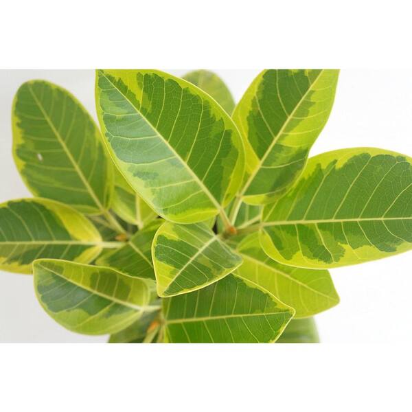 Wekiva Foliage Yellow Gem Ficus Bush-Live Plant in a 10 Inch Pot-Ficus Elastica 'Altisima'-Variegated Houseplant-Air Purifying