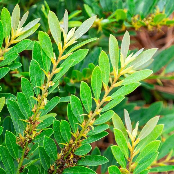 SOUTHERN LIVING 3 Gal. Bayou Bliss Distylium, Evergreen Shrub with Soft Blue-Green Foliage and a Rounded Habit