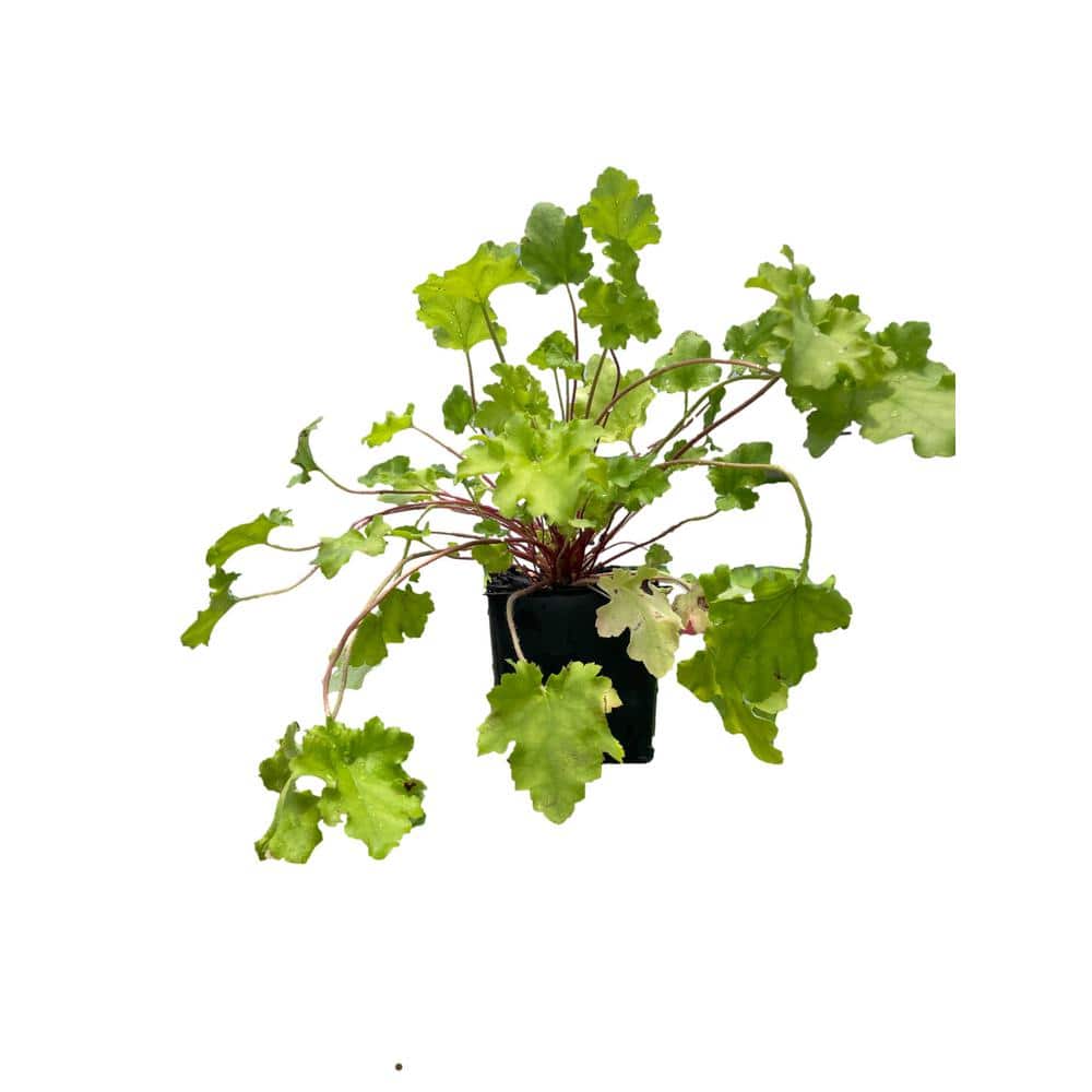 3 Citronella Heuchera Plants in 3 Separate 4 in. Pots