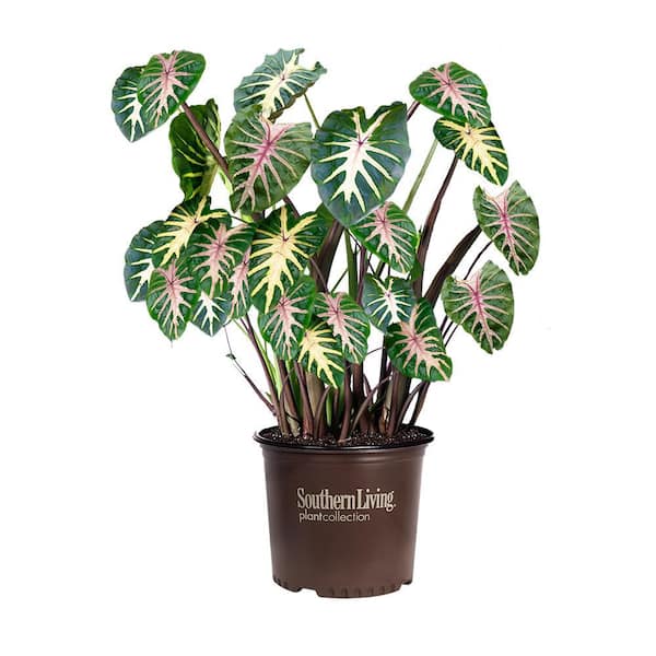 2.6 Qt. Royal Hawaiian Waikiki Colocasia Plant