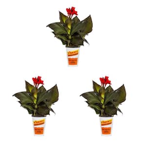 2 qt. Canna Lily Cannova Bronze Scarlet Red Perennial Plant (3-Pack)