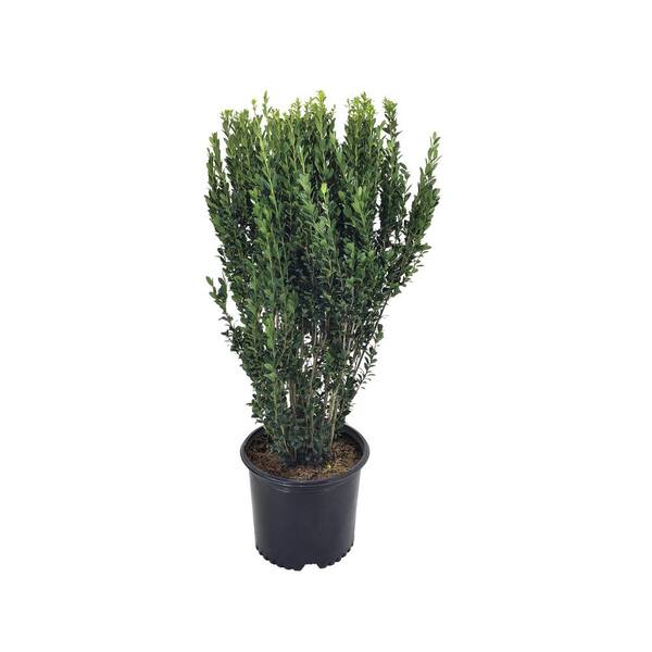 Japanese Holly (Ilex Crenata) Sky Pencil 18215 - The Home Depot