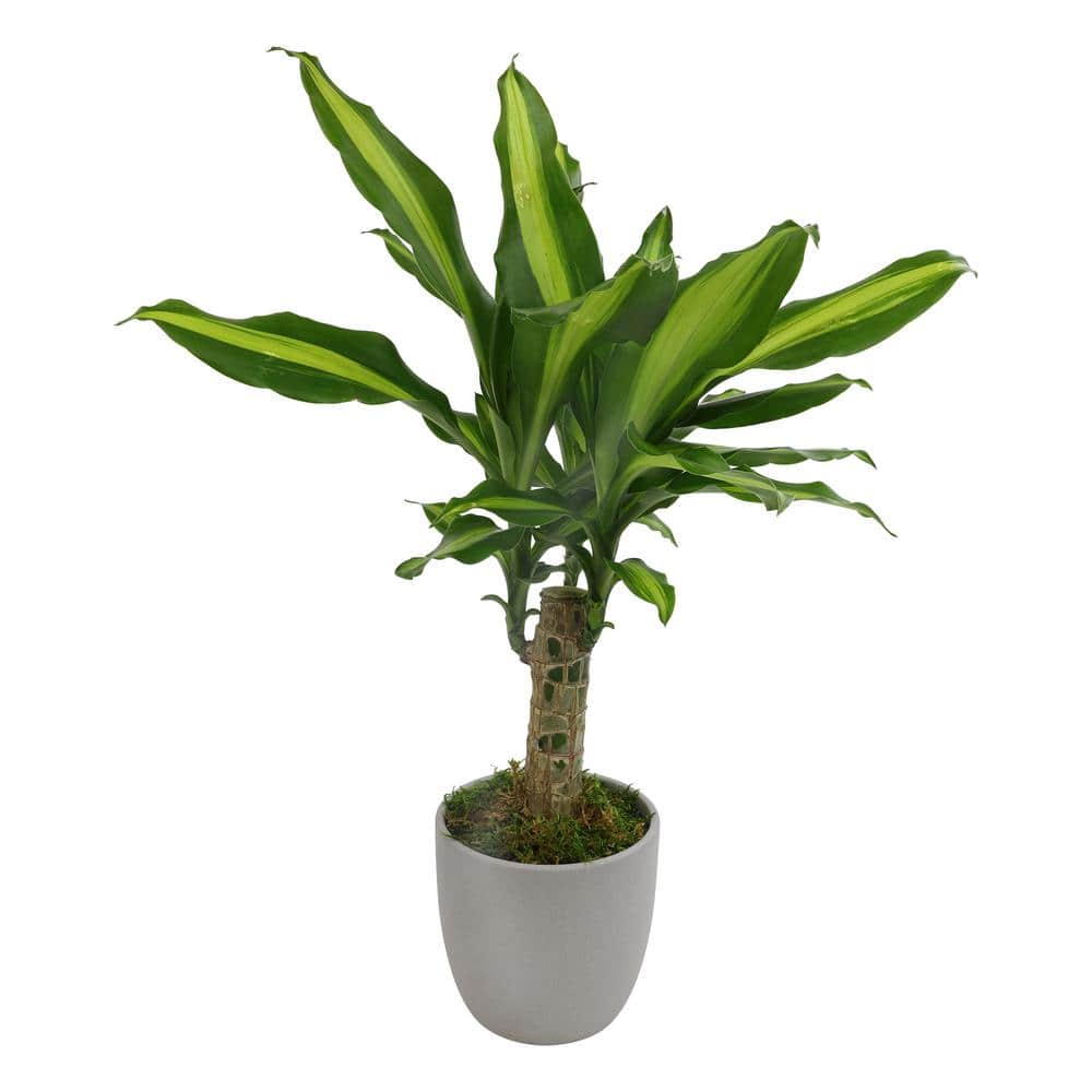 Sunrise Dracaena in Brown Ceramic Planter
