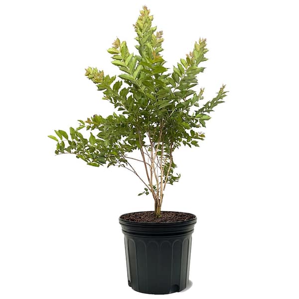 Natchez Crape Myrtle Green Leaf White Flowering Ornamental Tree