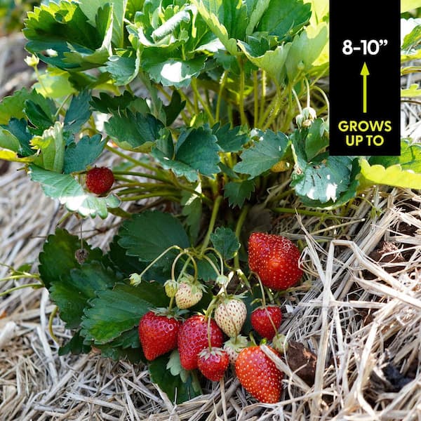 VAN ZYVERDEN Ever Bearing Strawberries Eversweet Roots (20-Pack) 11458 -  The Home Depot