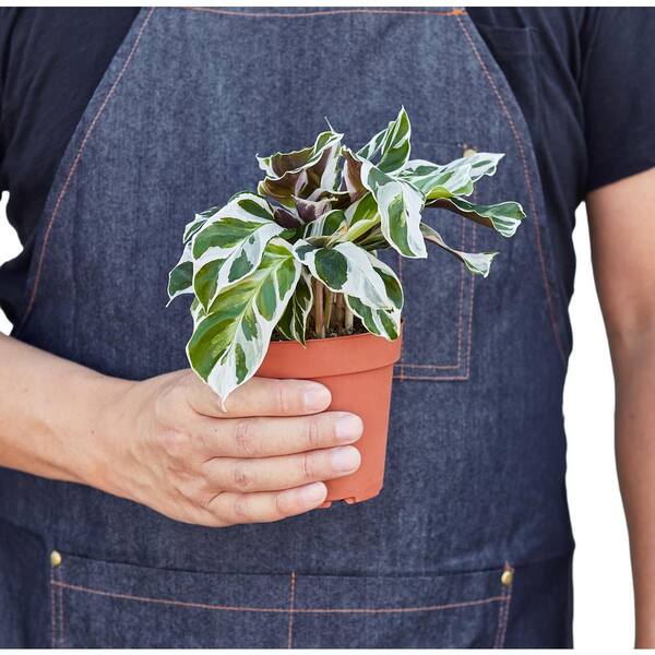 dracaena marginata winterhart Dracaena Marginata Magenta – Hammer + Vine main image 0