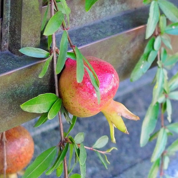 7 gal. Wonderful Pomegranate Deciduous Fruiting Tree