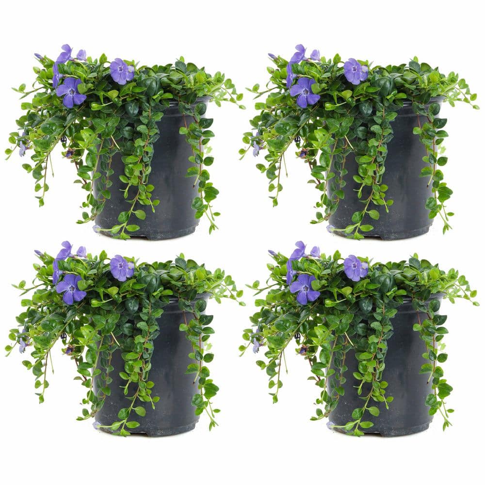 1 Gal. Bowles Mauve Vinca Minor Annual Plant with Blue Flowers (4