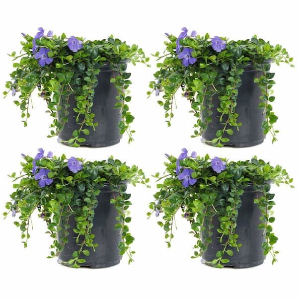 1 Gal. Bowles Mauve Vinca Minor Annual Plant with Blue Flowers (4-Pack)