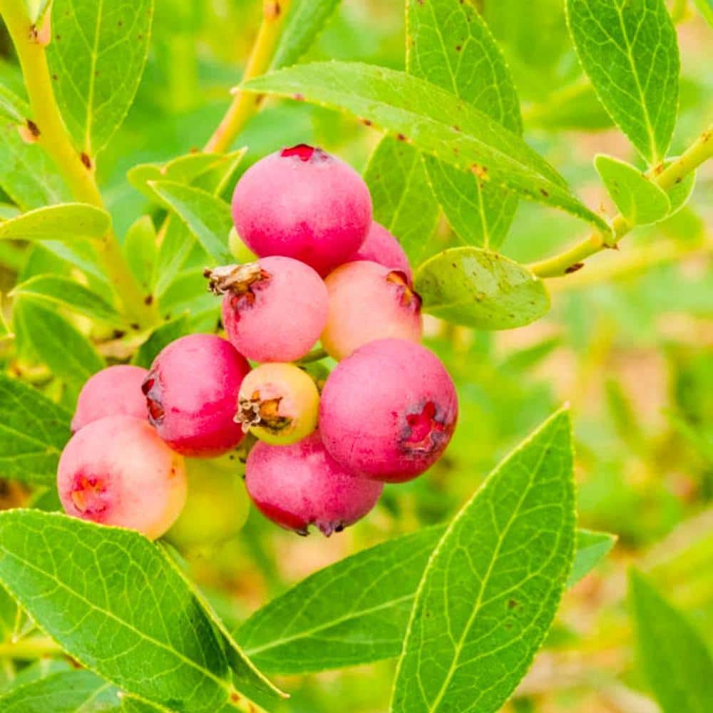 DIRECT GARDENING 3 Gal. Pot, Pink Lemonade Blueberry Bush Fruit Bearing ...
